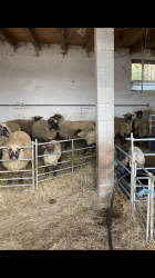 Shropshire Schafe und Lämmer zu verkaufen